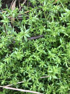 Image of yellow wall bedstraw