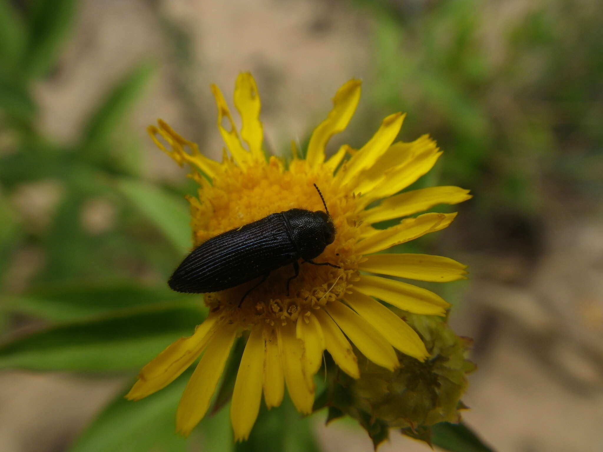 Image of Acmaeodera quadrifasciata prunneri Spinola 1838