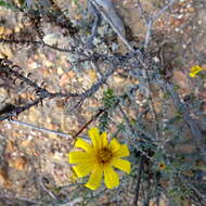 Image of <i>Osteospermum <i>polygaloides</i></i> var. polygaloides