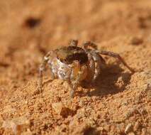 Imagem de Aelurillus madagascariensis Azarkina 2009