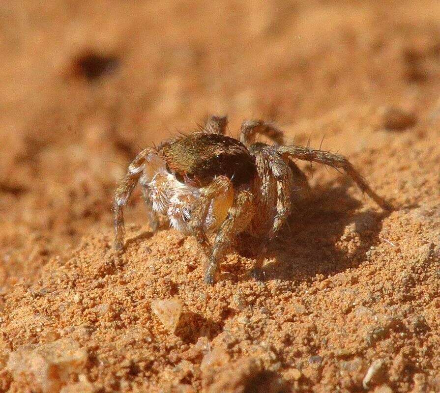 Imagem de Aelurillus madagascariensis Azarkina 2009