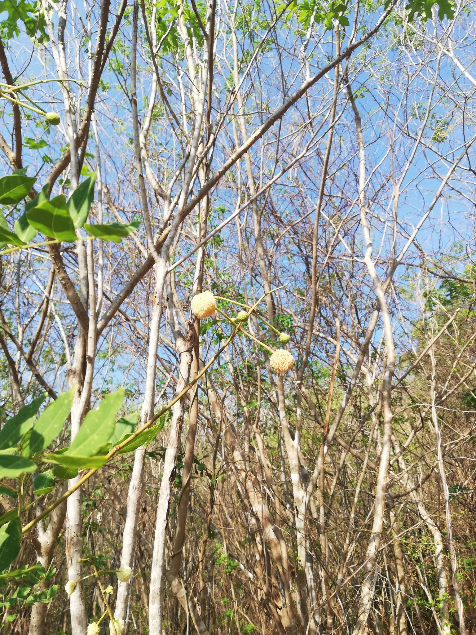 Plancia ëd Leucaena macrophylla Benth.