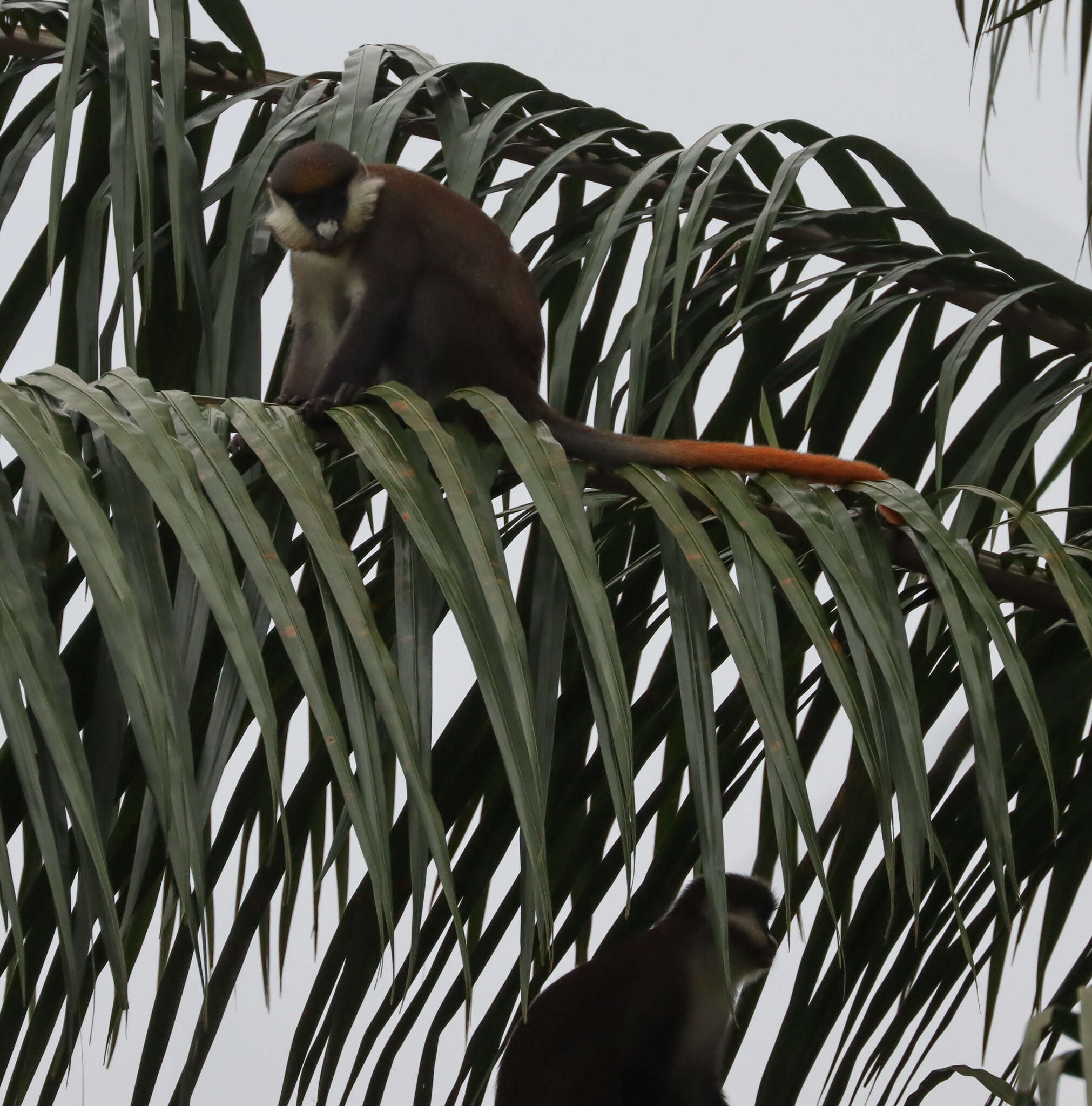 Cercopithecus ascanius schmidti Matschie 1892 resmi