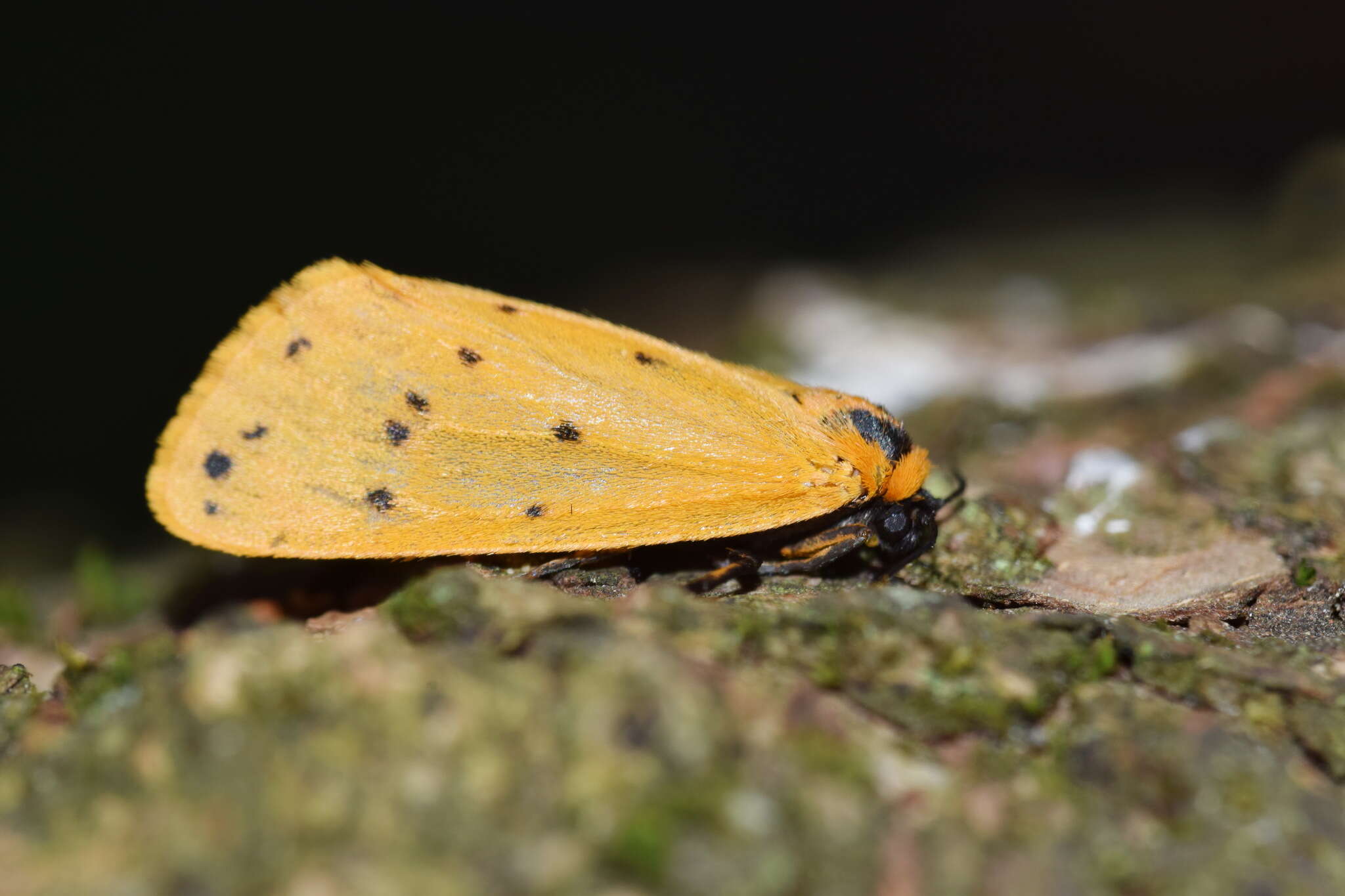 Imagem de Setina irrorella Linnaeus 1758