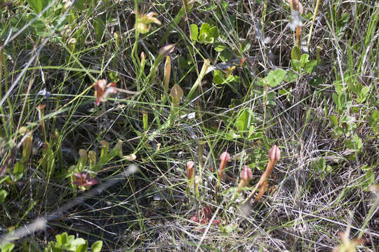 Image of Sweet pitcher plant