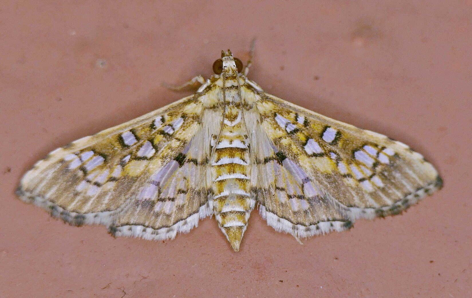 Image of Assembly Moth