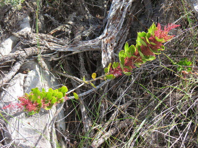 Image of <i>Searsia <i>scytophylla</i></i> var. scytophylla