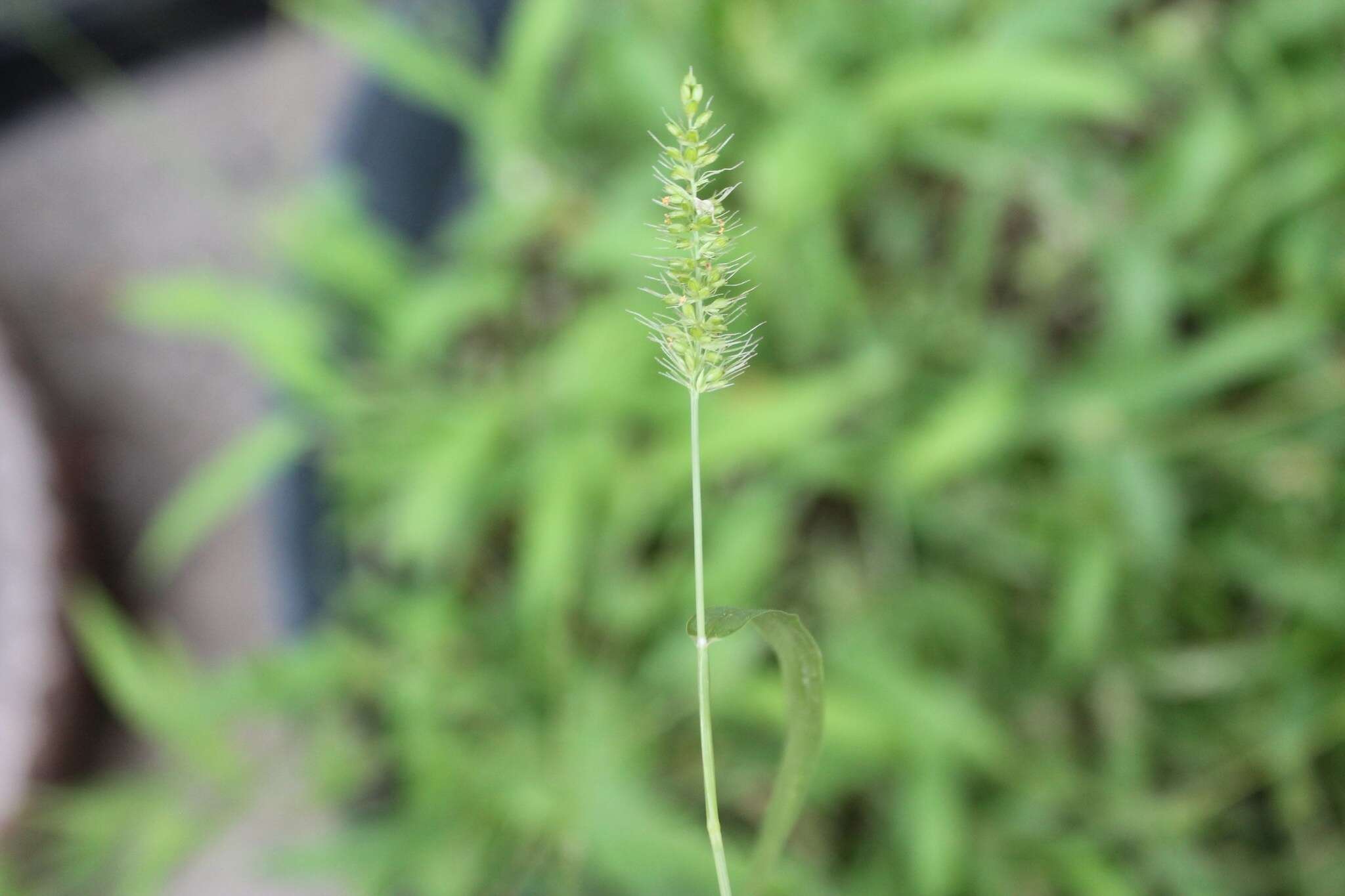 Image of Grisebach's bristlegrass