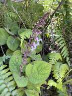 Image de Plectranthus rubropunctatus Codd