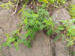 Image of Vicia amurensis Oett.