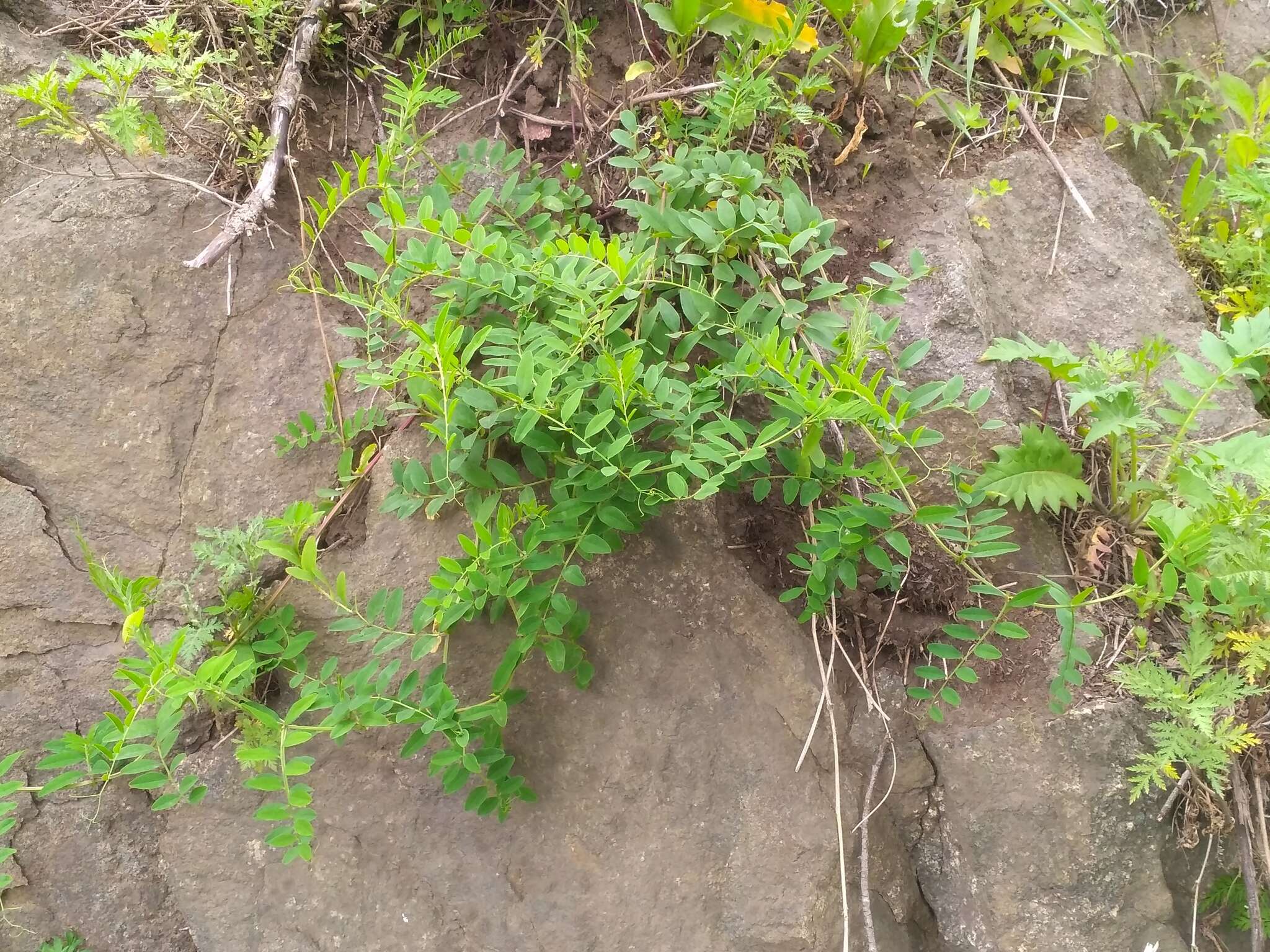 Image of Vicia amurensis Oett.