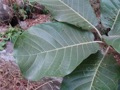 Image of Ocotea sinuata (Mez) J. G. Rohwer