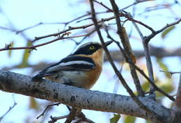 Image of Batis pririt affinis (Wahlberg 1855)