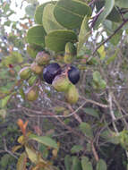 Chrysobalanus resmi