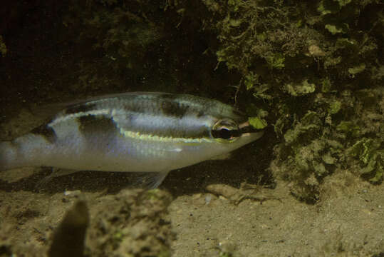 Image of Three-lined monocle bream