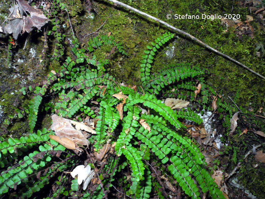 Image de Asplenium trichomanes subsp. trichomanes