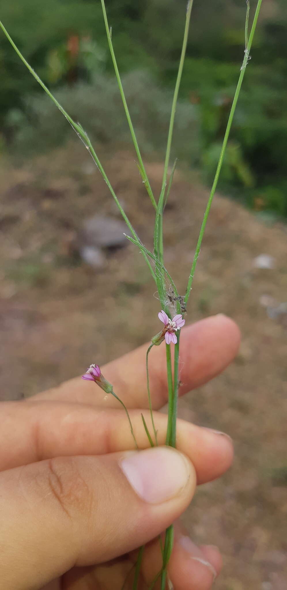 Image of Bidens rostrata Melchert