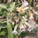 Plancia ëd Strobilanthes glaucescens Wall. ex Nees