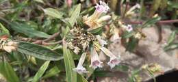 Image of Strobilanthes glaucescens Wall. ex Nees