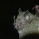 Image of Fischer's Little Fruit Bat