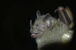 Image of Fischer's Little Fruit Bat