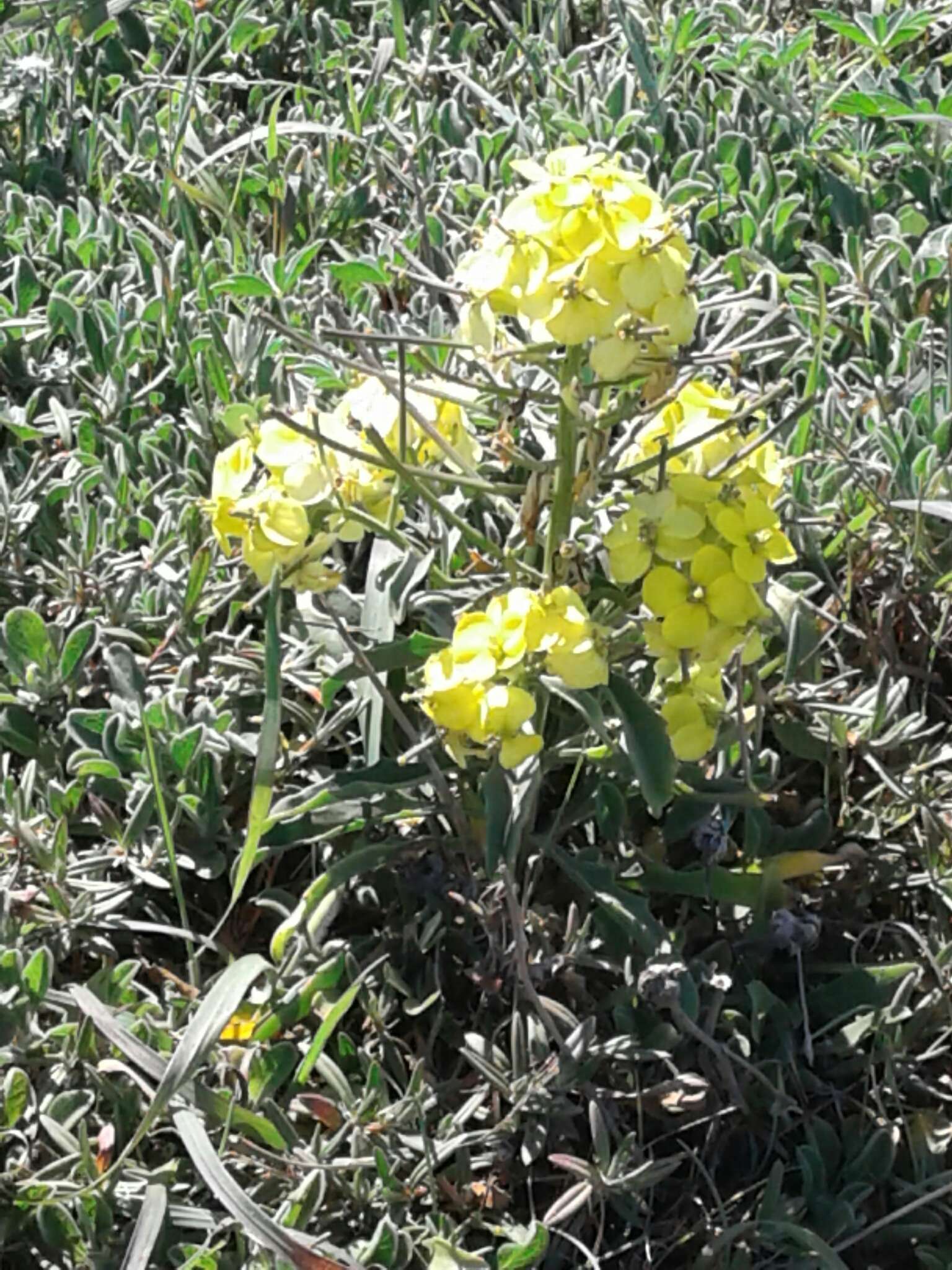 Imagem de Erysimum menziesii (Benth. & Hook. fil.) Wettst.