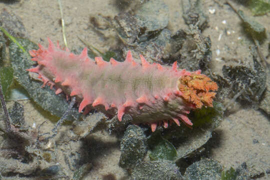 Image of Colochirus quadrangularis Troschel 1846