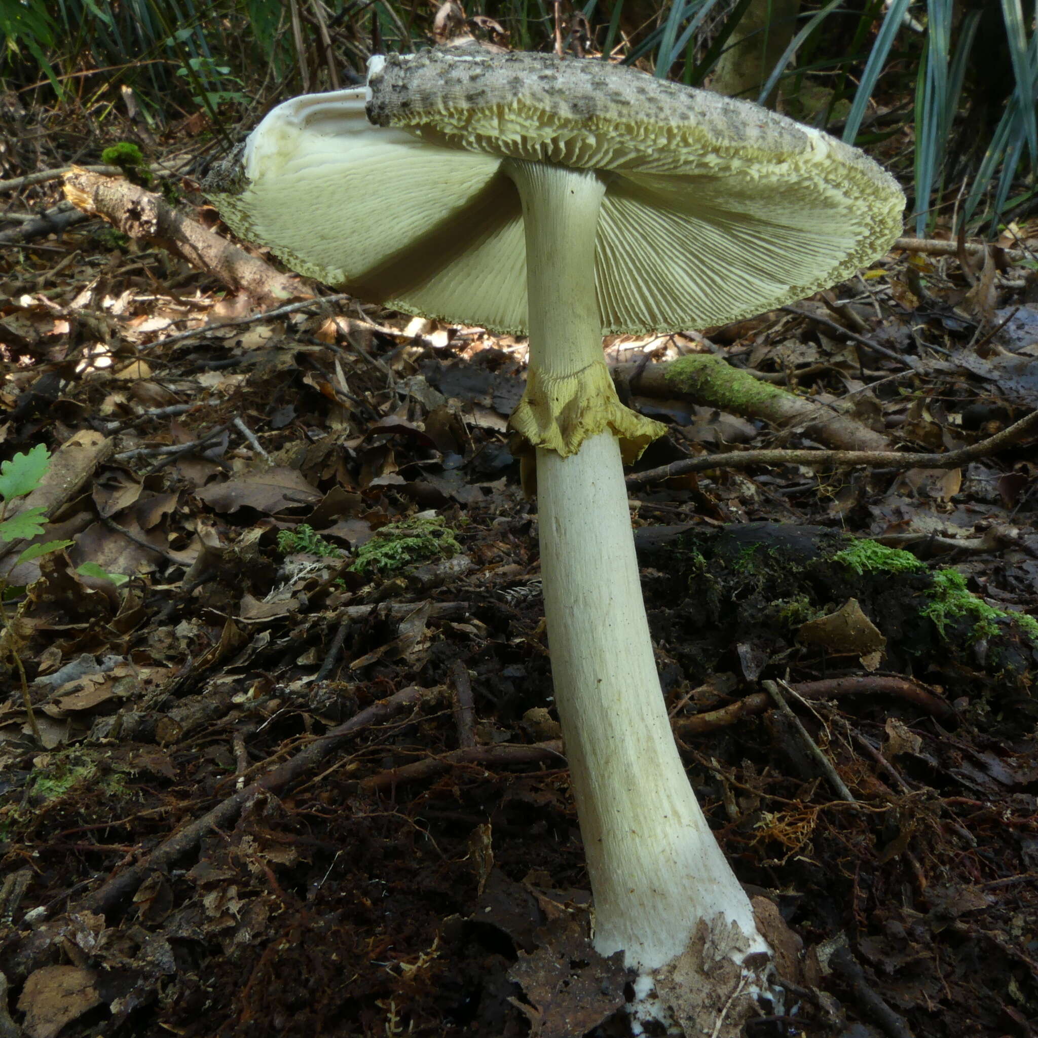 Plancia ëd Amanita karea G. S. Ridl. 1991