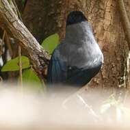 Image of Black-eared Sibia