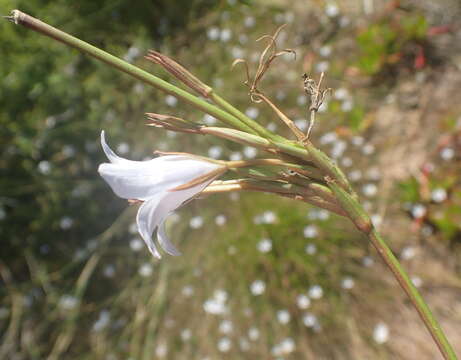 Imagem de Prismatocarpus campanuloides var. campanuloides