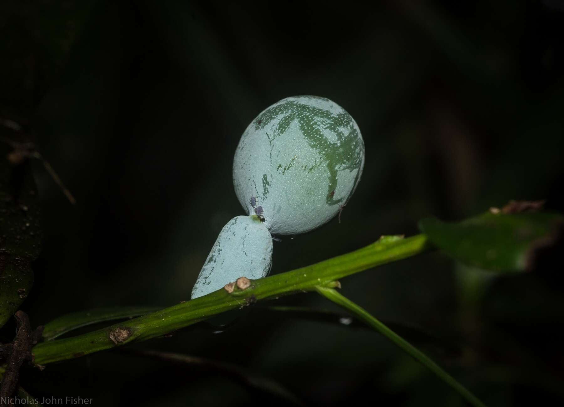 Plancia ëd Podocarpus elatus R. Br. ex Endl.