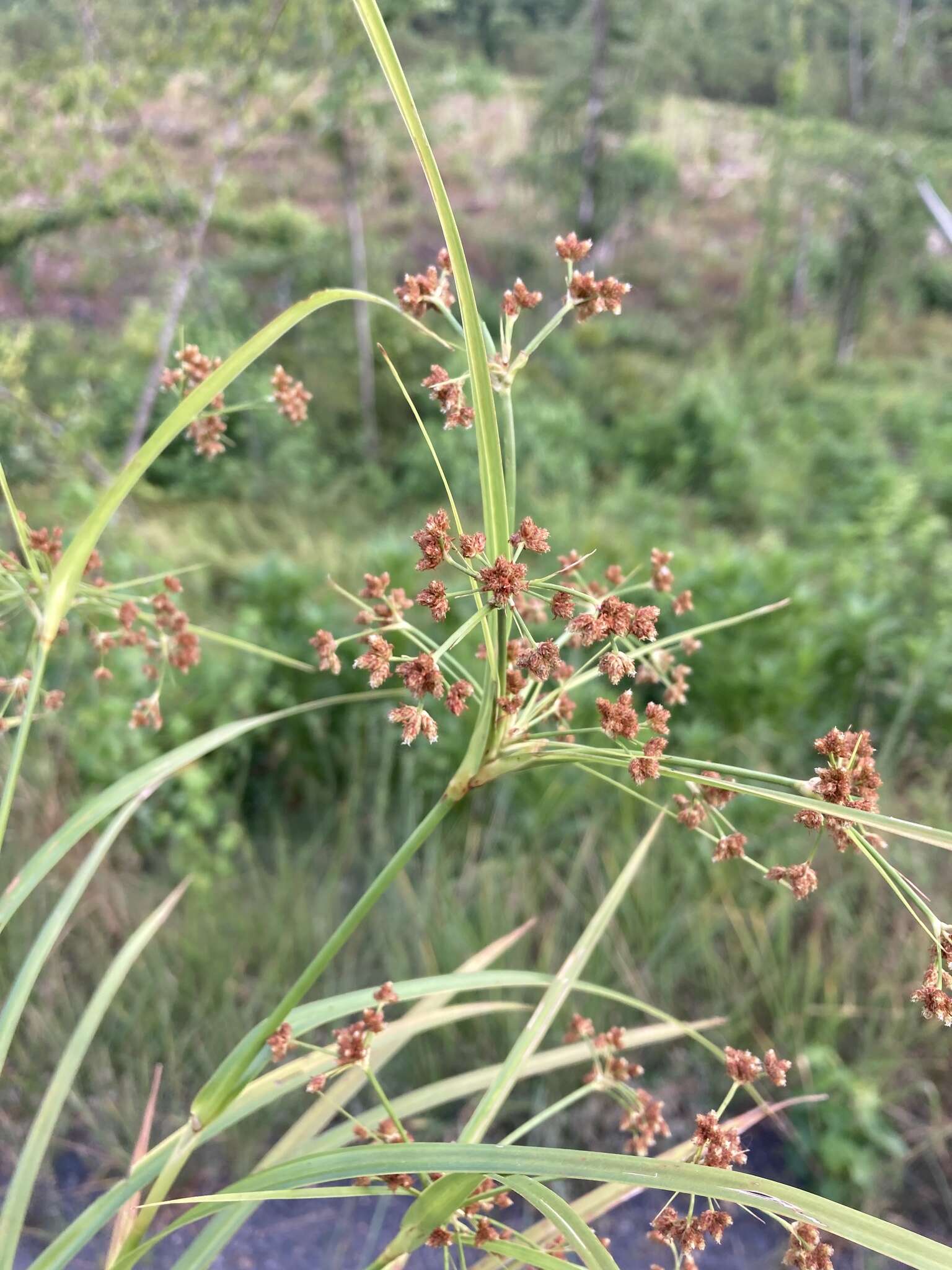 Imagem de Scirpus polyphyllus Vahl