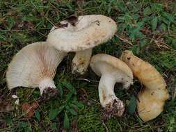 Image of Lactarius citriolens Pouzar 1968