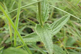 Image of Stachys rivularis J. M. Wood & M. S. Evans