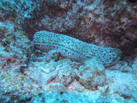 Image of Leopardfish