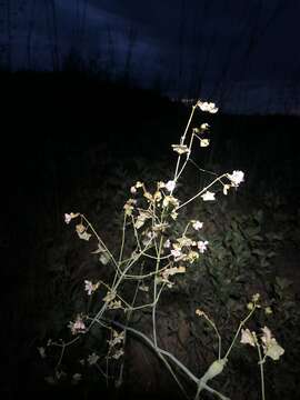 Слика од Mirabilis glabra (S. Wats.) Standl.