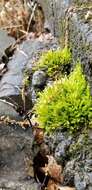 Image of cold brachythecium moss