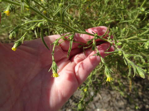 Image of stink aster