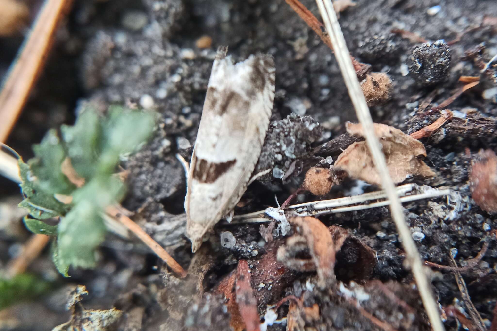 Image of Epinotia ramella Linnaeus 1758