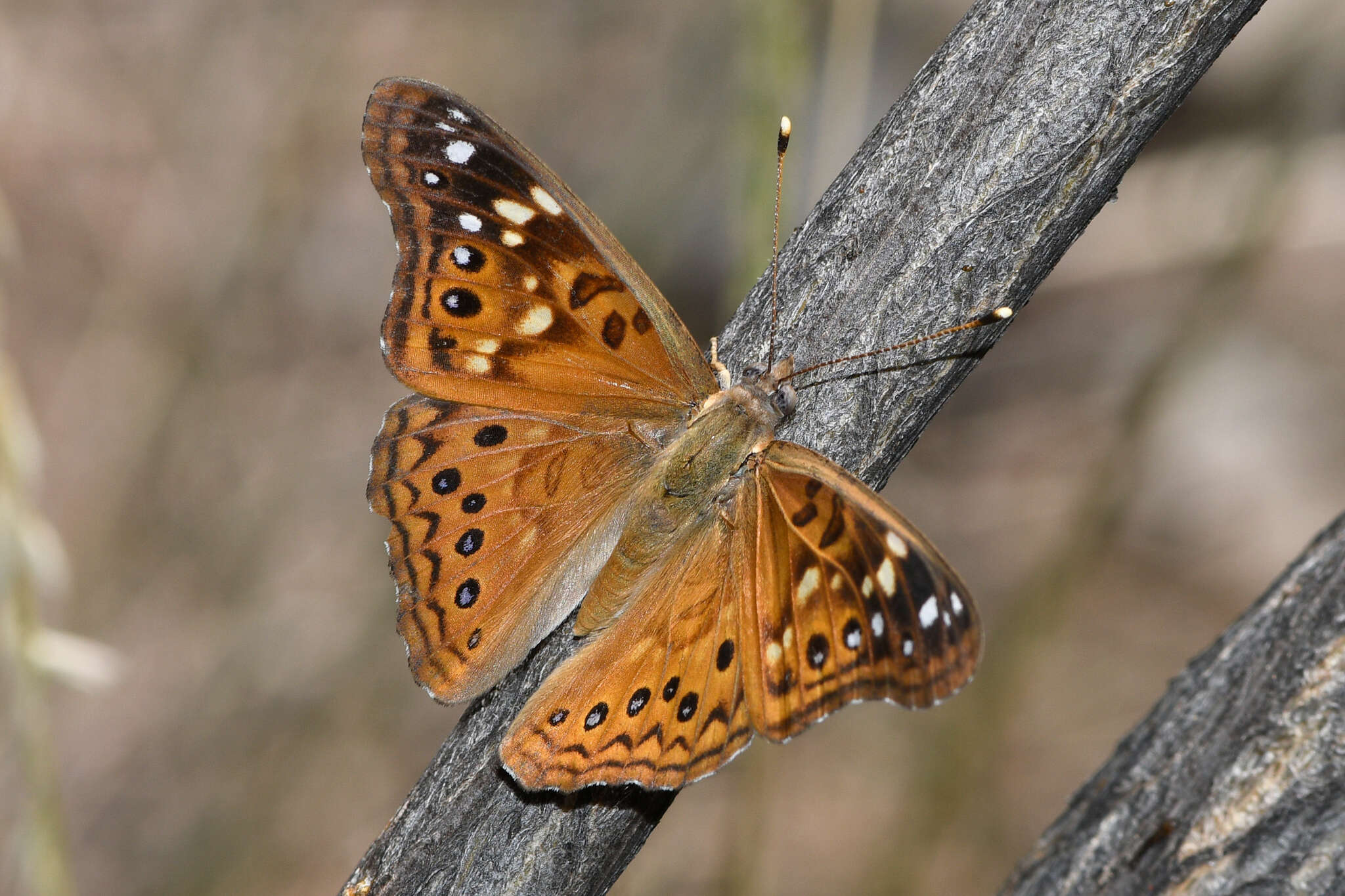 Image de Asterocampa celtis antonia