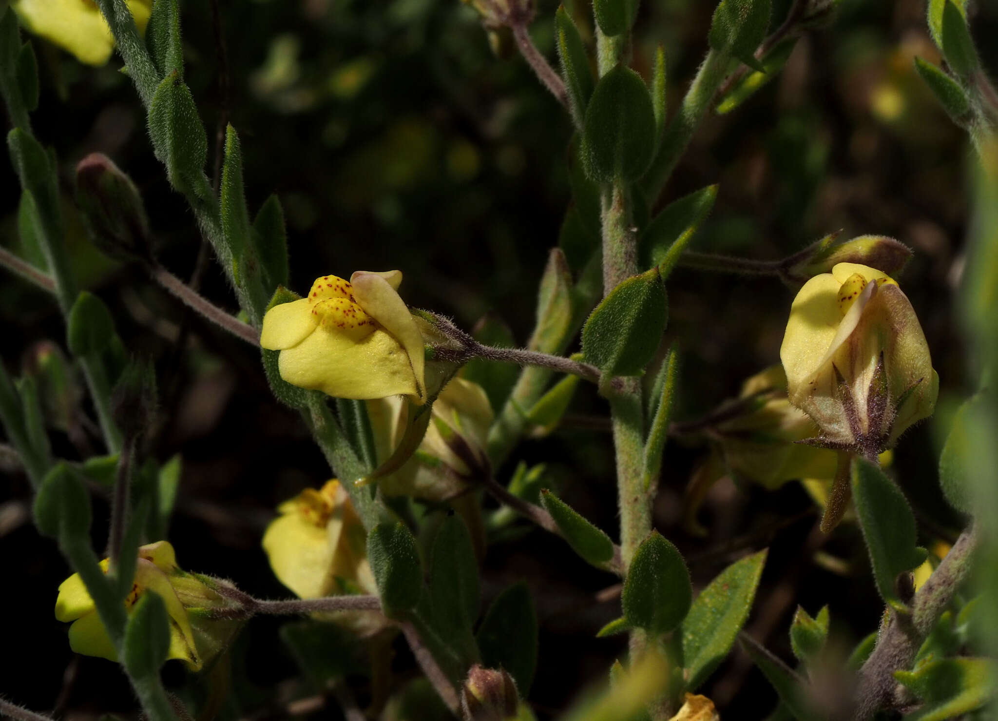 Image of Kickxia aegyptiaca (L.) Nábelek