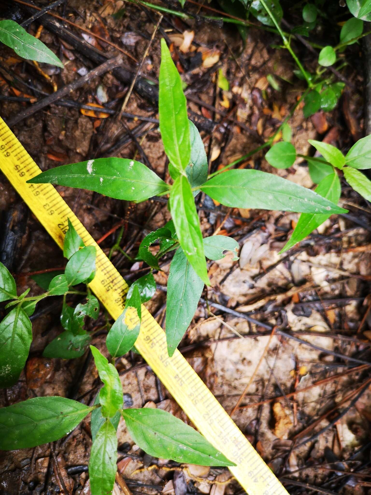 Sivun Ruellia repens L. kuva