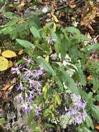 Image of thinleaf late purple aster