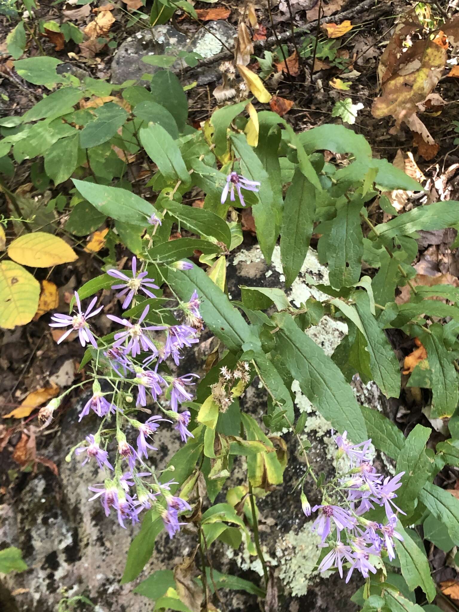 Image of thinleaf late purple aster