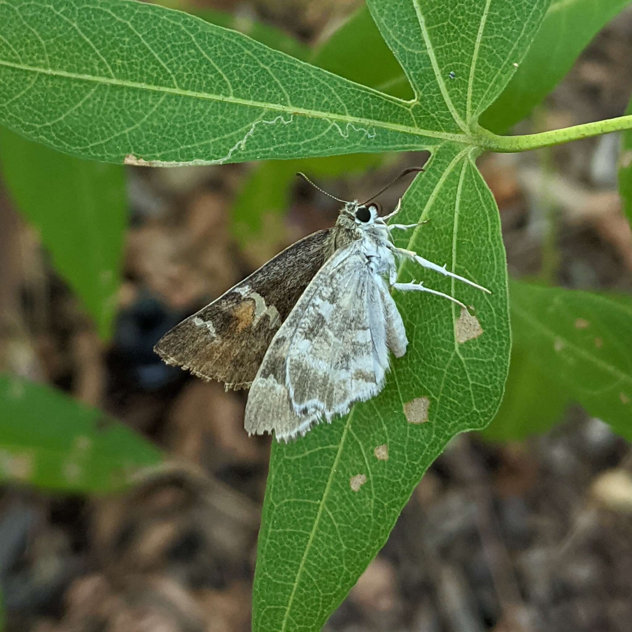 Image of Arizona Powdered-Skipper