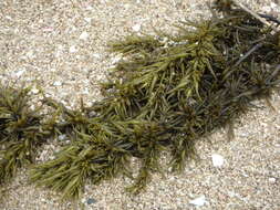 Слика од Sargassum fusiforme