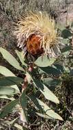 Image of Protea inopina J. P. Rourke