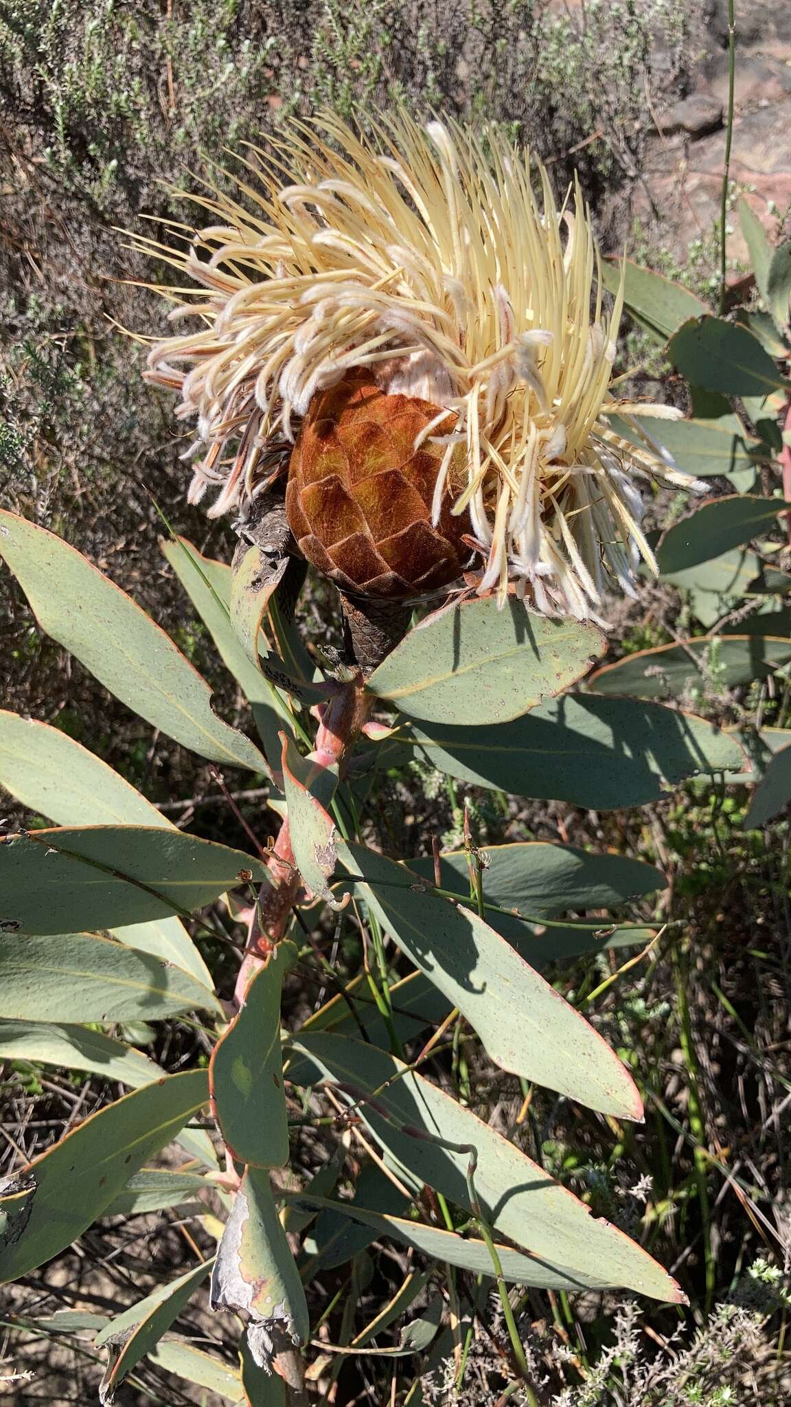 Image of Protea inopina J. P. Rourke