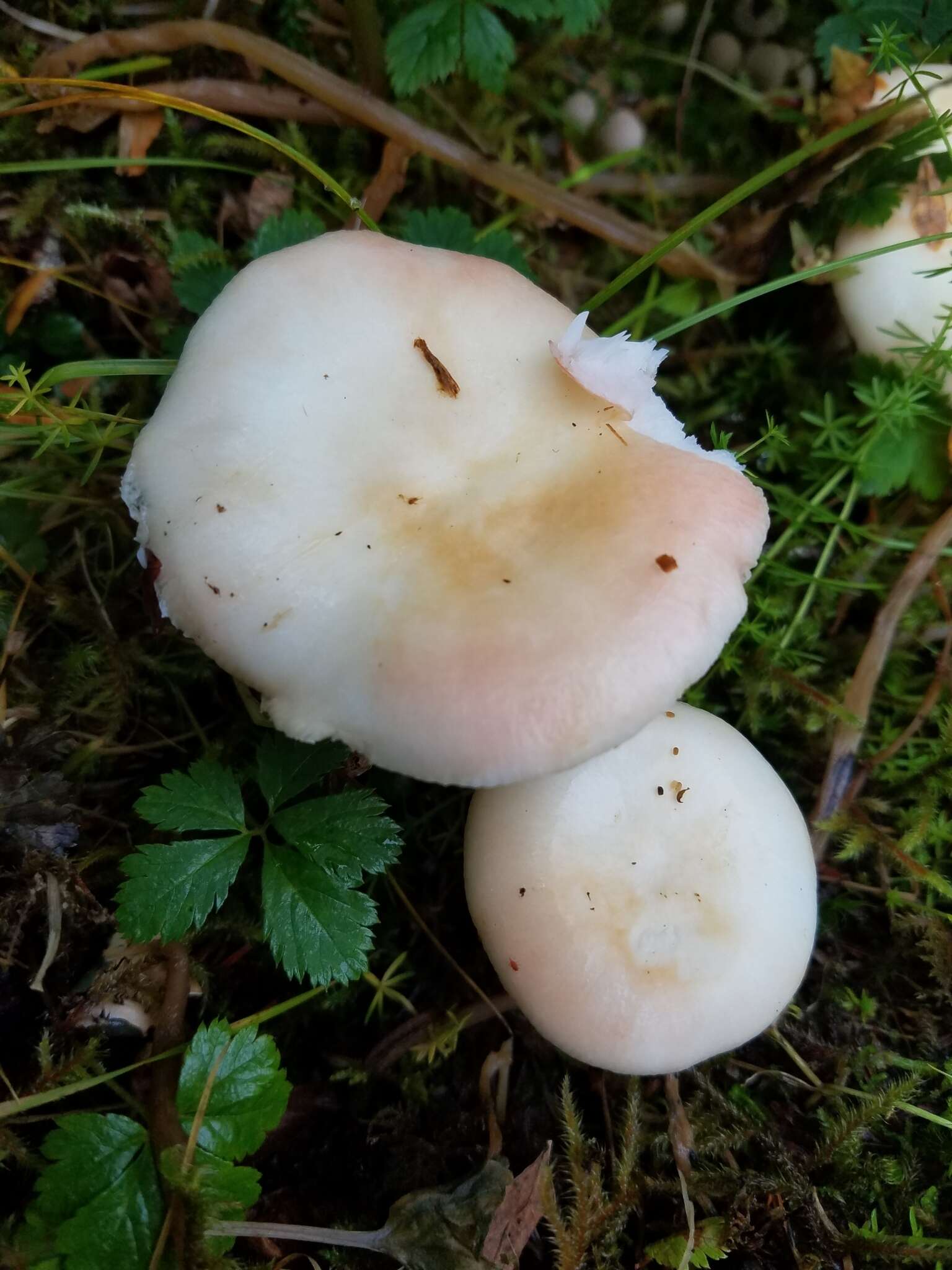 Sivun Russula bicolor Burl. 1913 kuva