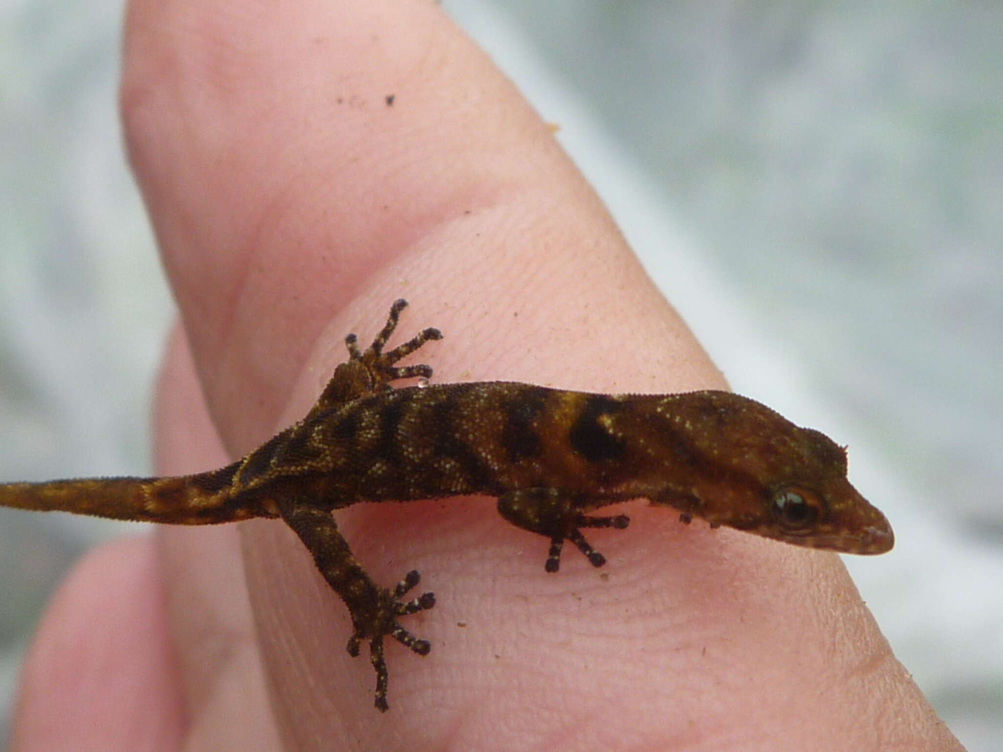 Image of Saint Lucia dwarf gecko